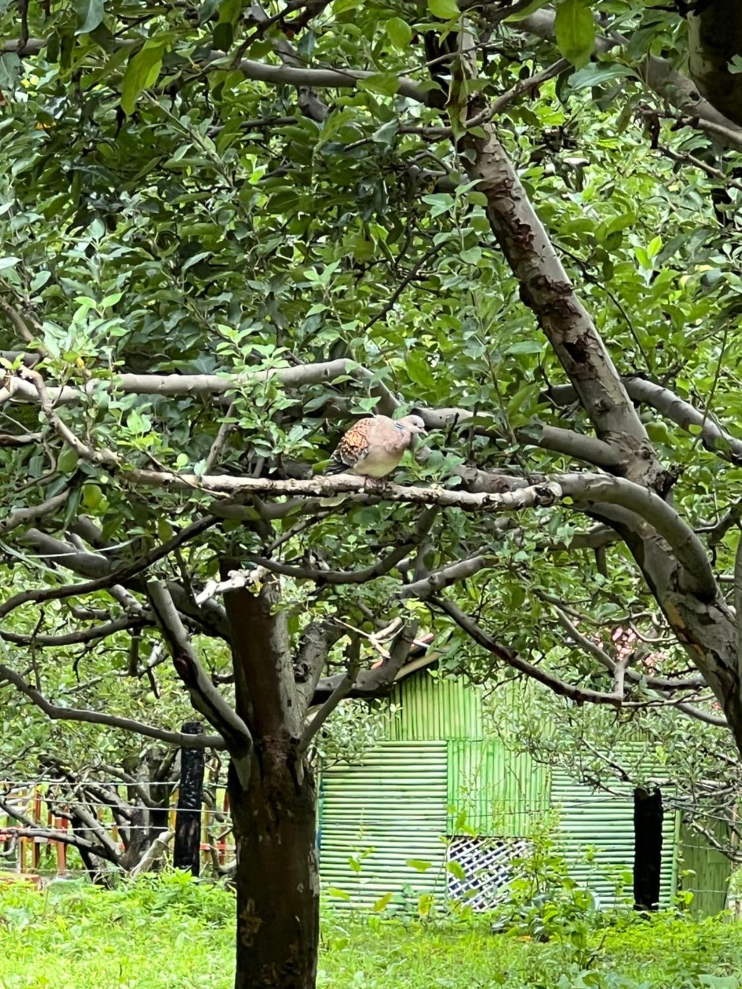 Old Brahma Homestay Kalgha Exterior photo